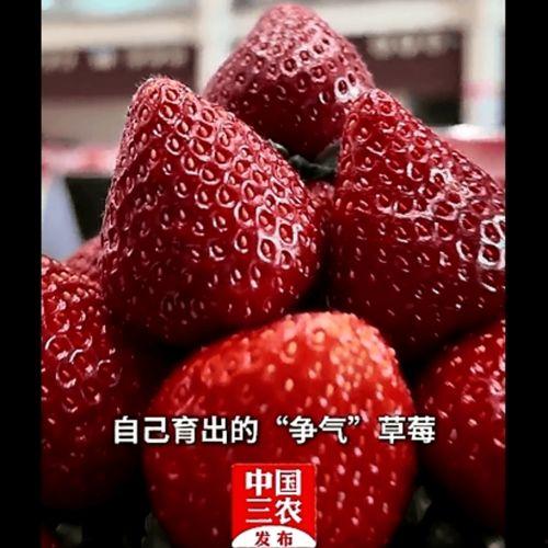草莓国产在线,品味本土鲜甜，共筑绿色食尚